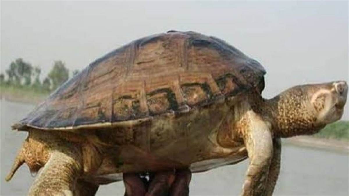 olive ridley turtle missing odisha to sri lanka journey