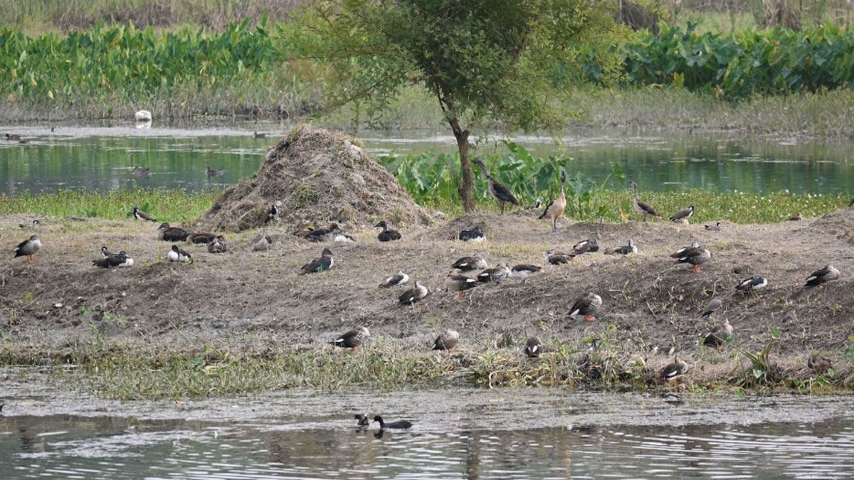 migratory birds of seven species reached asan wetland