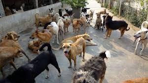 dog attack in nawadih ten injured two seriously