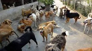 नावाडीह में पागल कुत्ते का आतंक, दस लोगों को काटा, दो गंभीर