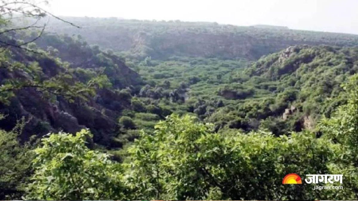 india ranks 9th globally in forest area fao report 2025