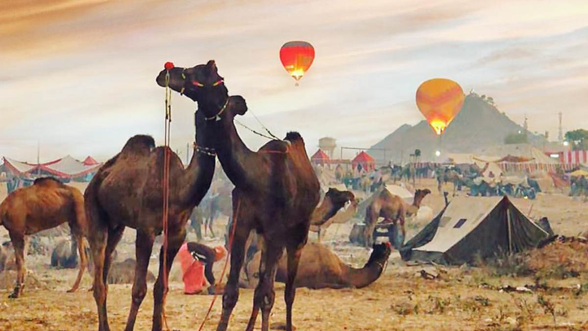 the famous international pushkar fair in ajmer begins on wednesday