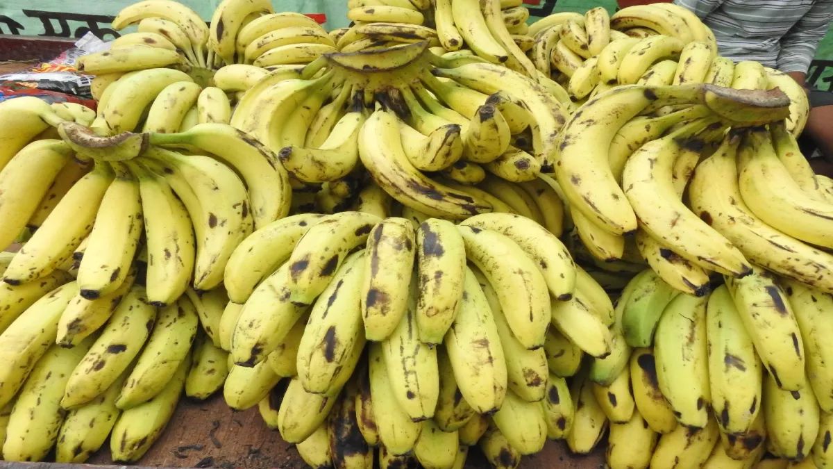 banana price hike puja to see expensive bananas due to crop damage