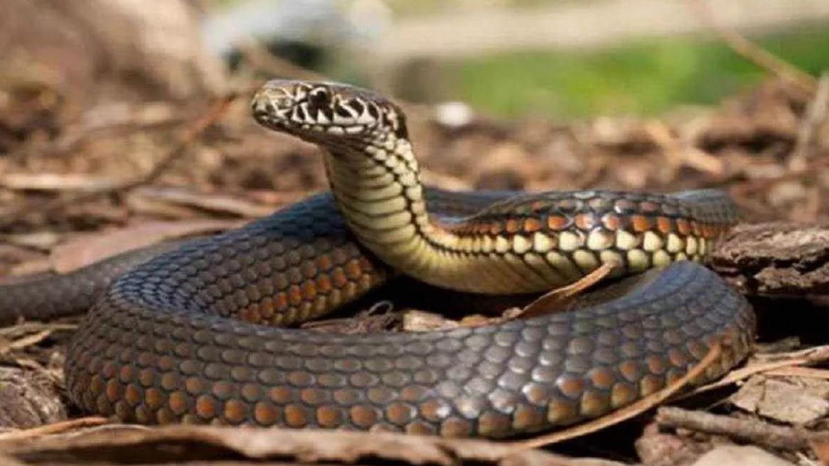 a five foot long snake entered the traffic police office and a snake charmer rescued it