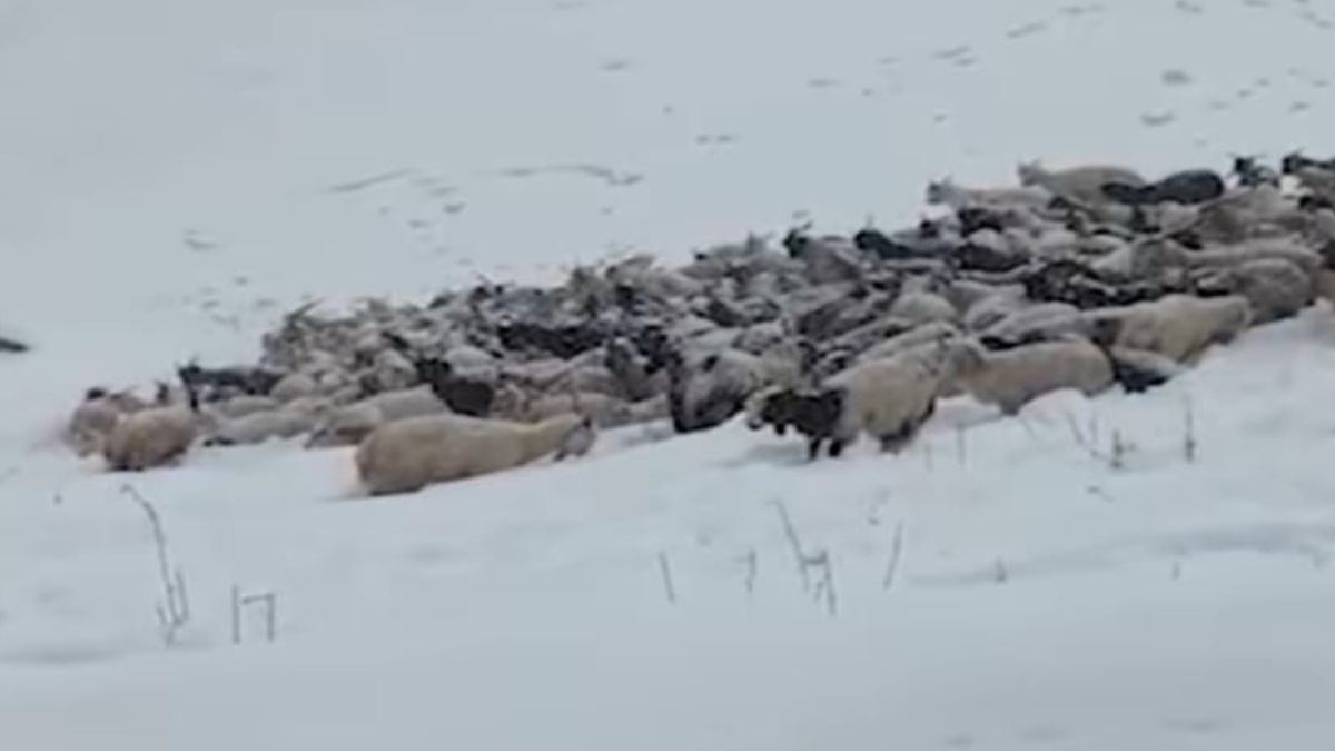 himachal pradesh shepherds stranded in snowfall livestock dead