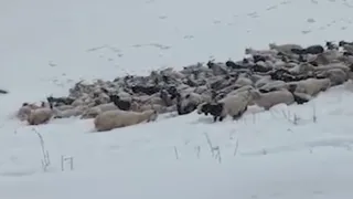 चंबा से कांगड़ा आ रहे भेड़पालक जलासू जाेत पर फंस गए। बर्फ में खड़ी भेड़ बकरियां।