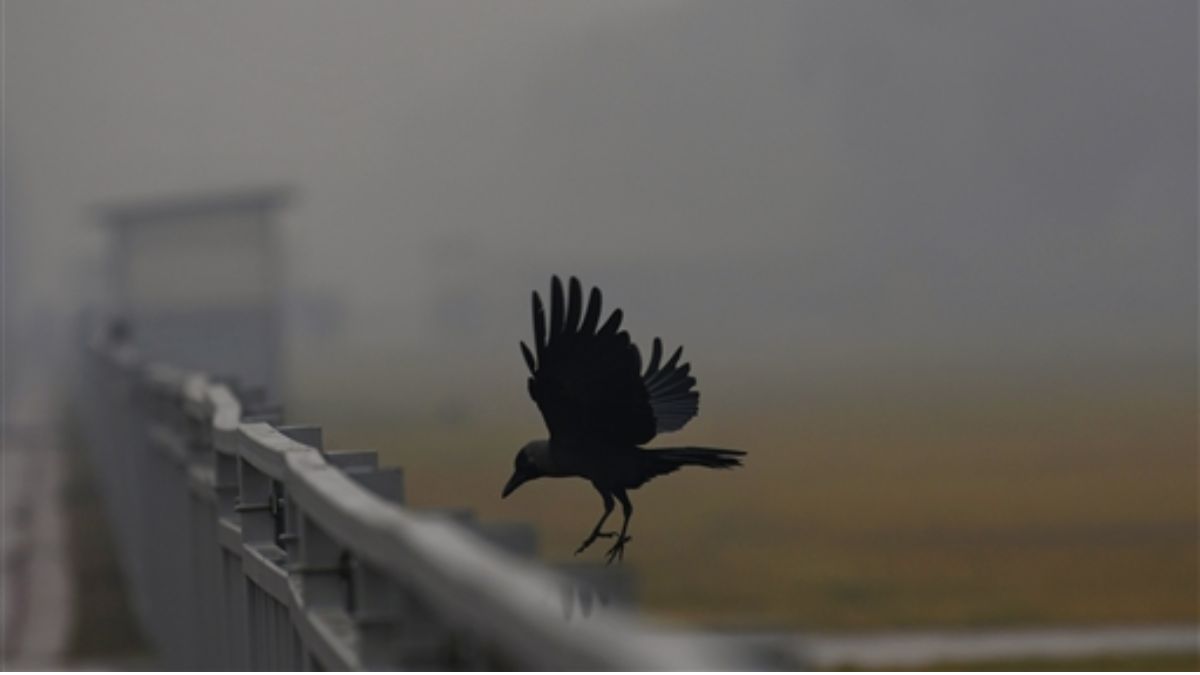 up weather update cold nights fog expected temperature drop
