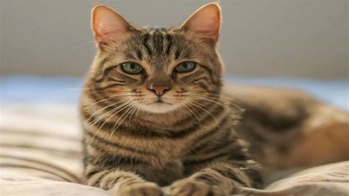 exips wife files complaint over neighbors cat