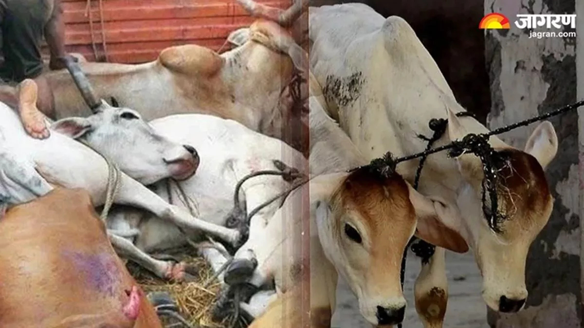 palwal cow smugglers flee with cattle in ambulance