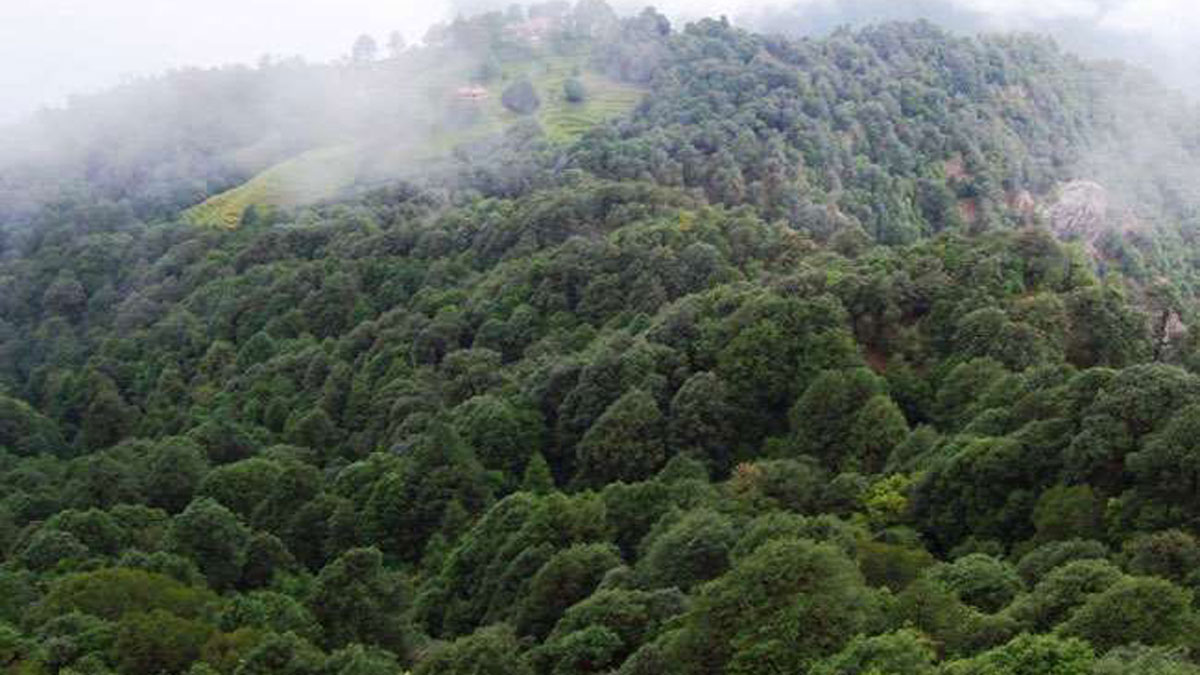 increase in forest area in india has raised new hopes in uttarakhand