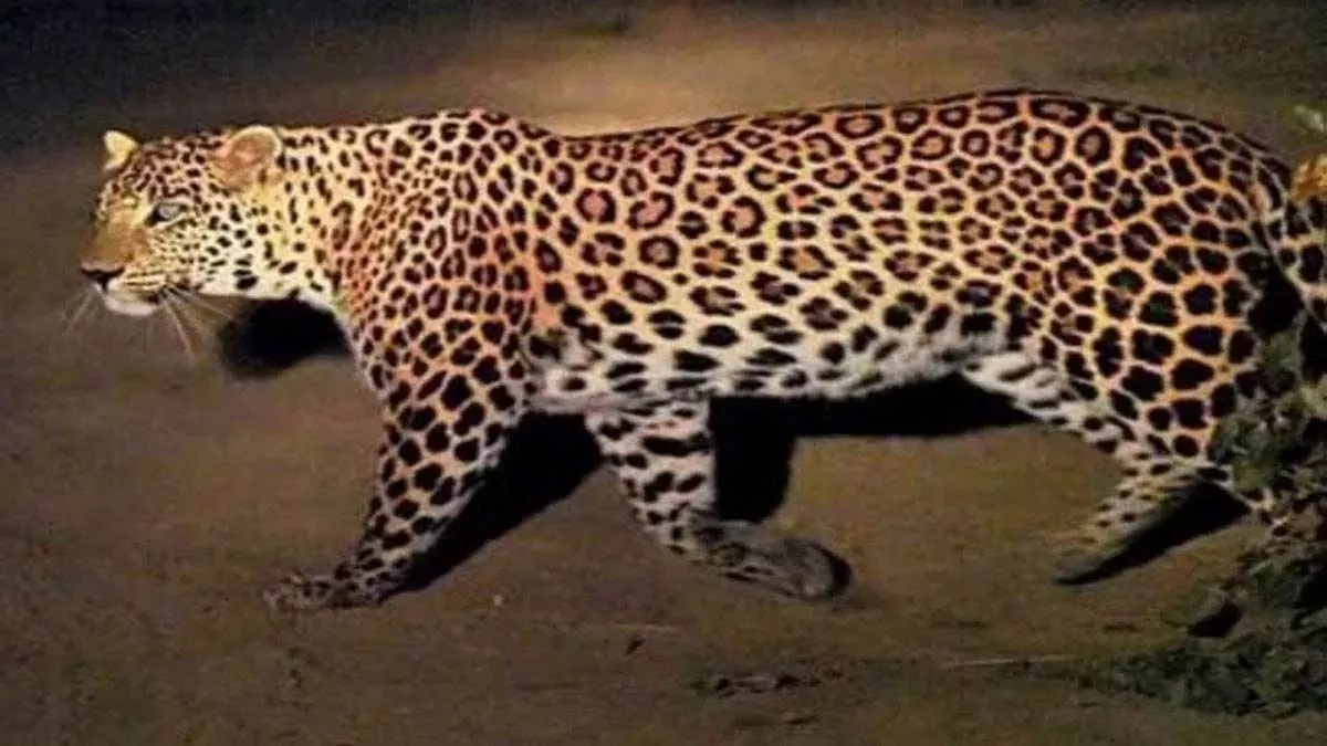 bijnor news leopard attacks girl carried away to farm in bijnor