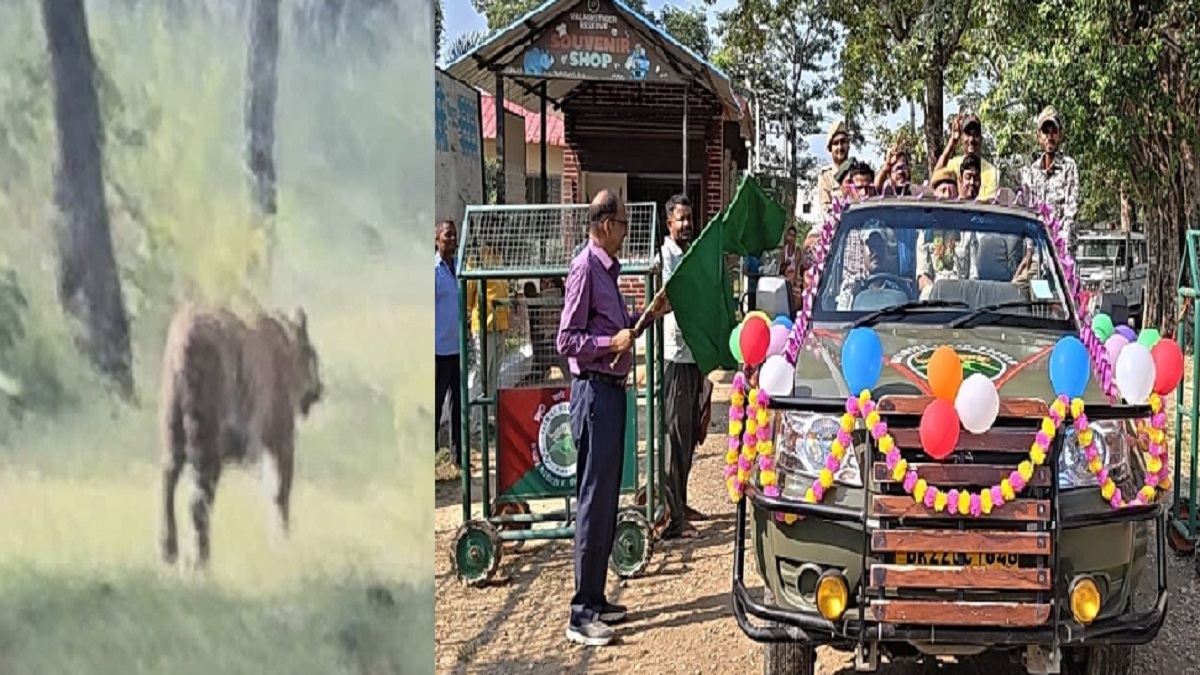 tourists spotted tiger on the first day of jungle safari in manguraha