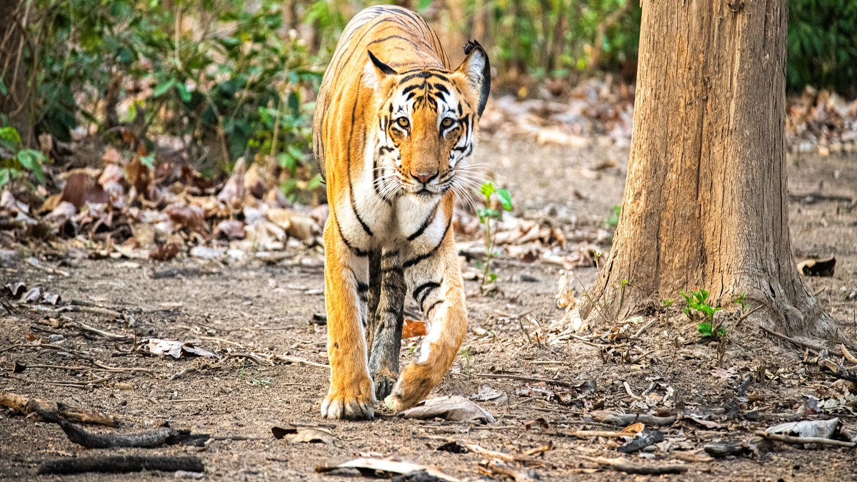 bijnor news preparations are underway to offer gypsy safaris for tourists in amangarh tiger reserve learn about its schedule