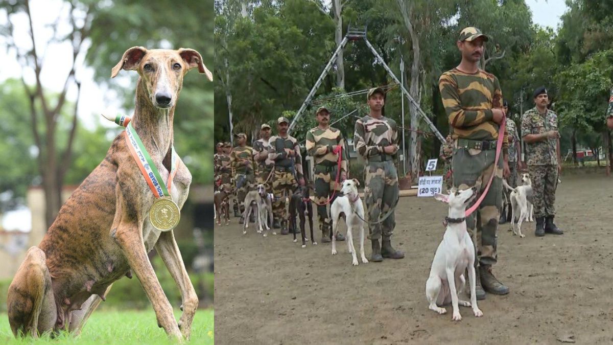 bsf k9 unit indian dog breeds take the lead a step towards selfreliance