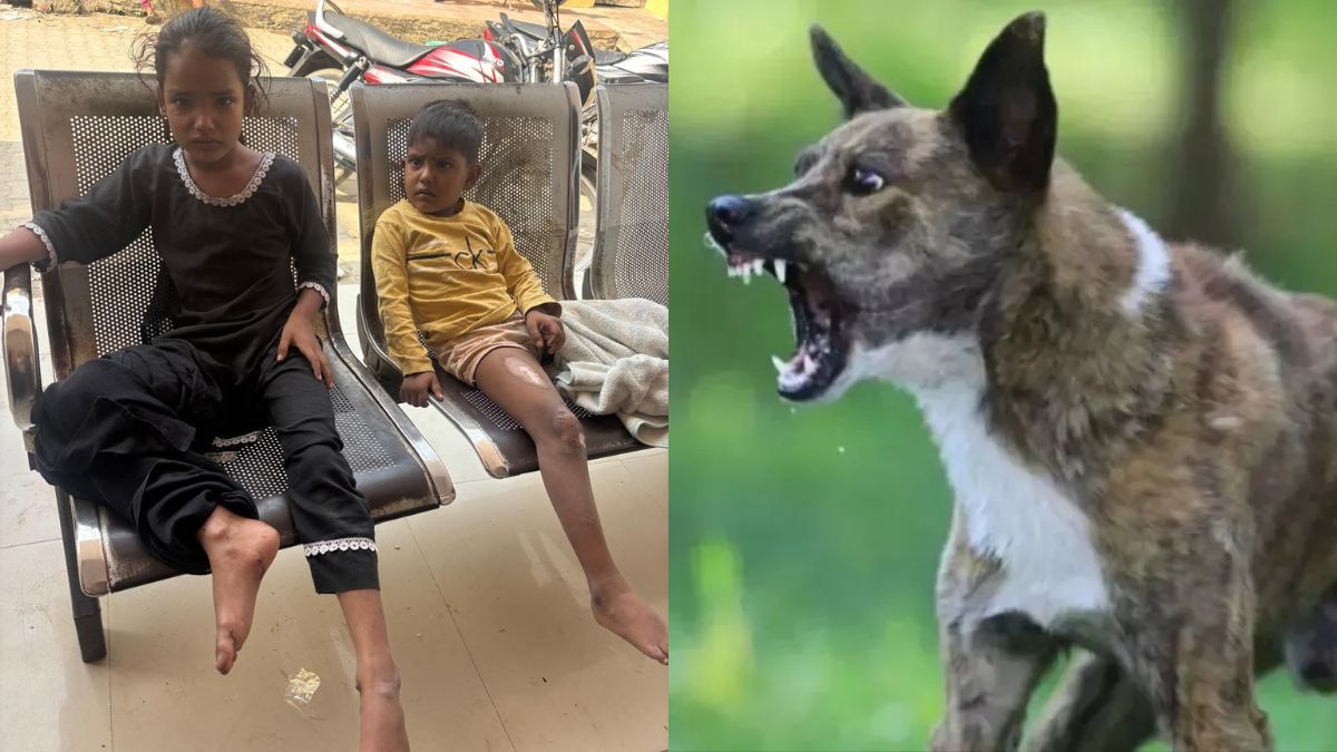 mad dog attacks five in dankaur village one critical