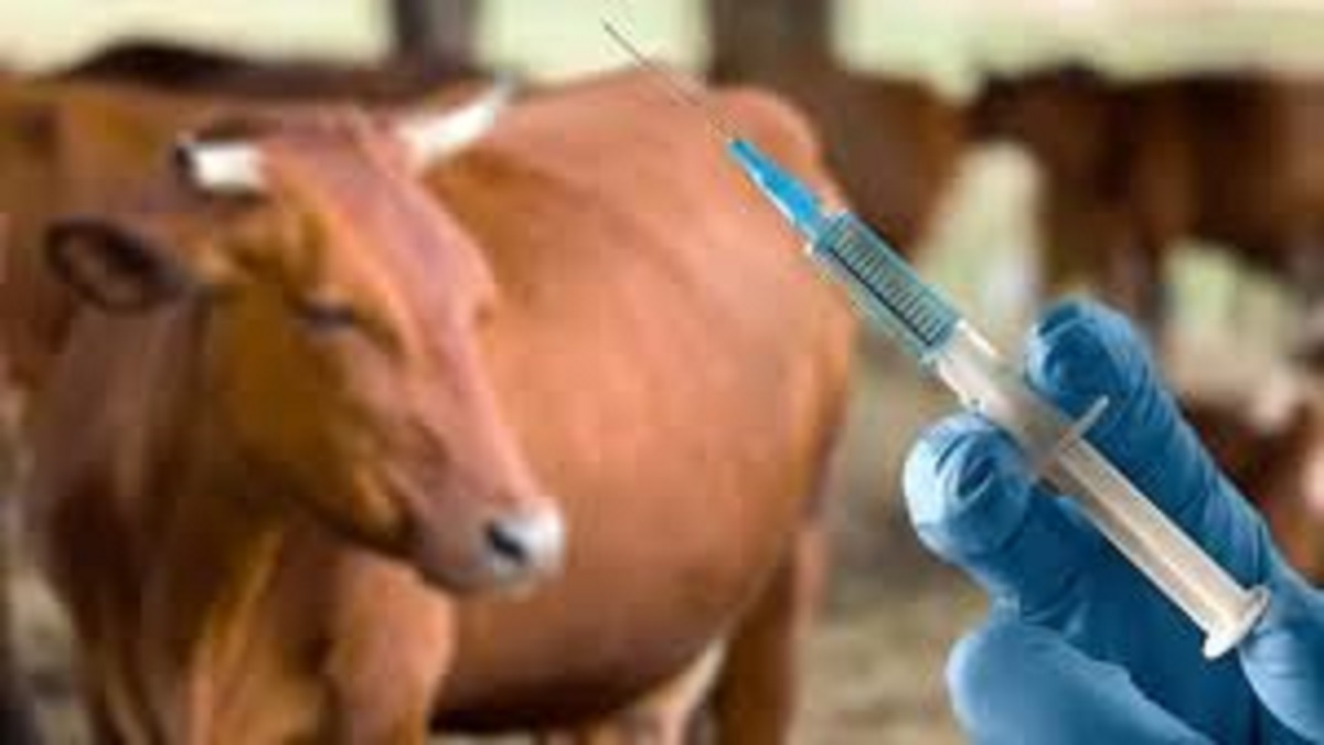 fake doctors risking animal lives in prayagraj dm crackdown ordered