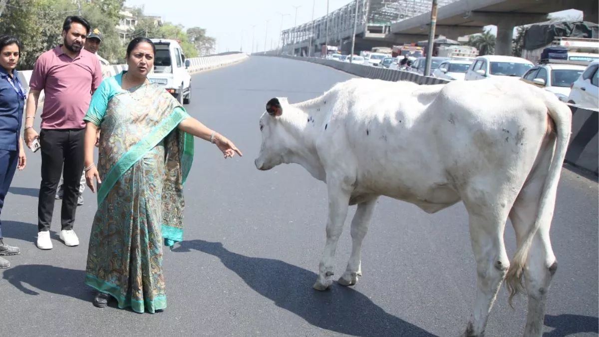 new gaushala in delhi after 21 years ppp model for stray cows