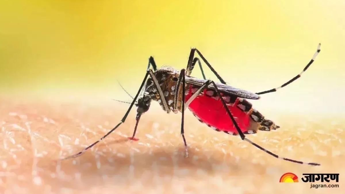 mosquitoes found for first time scientists concerned