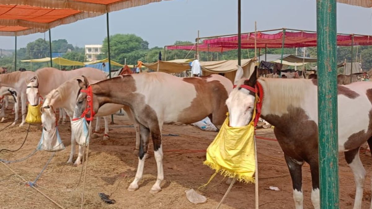 bateshwar animal fair nears end camel sales end horse trading last stage