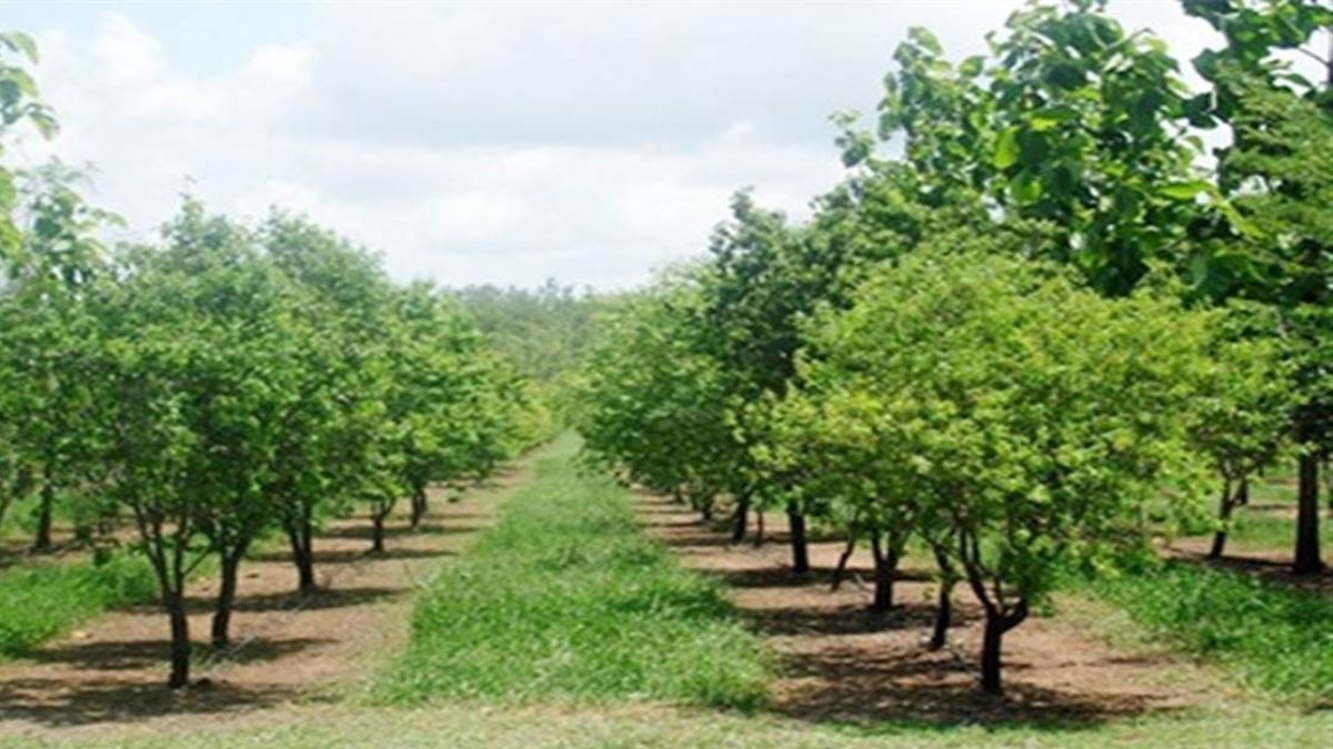 promote sandalwood farming ramesh dhawalas plea to himachal government