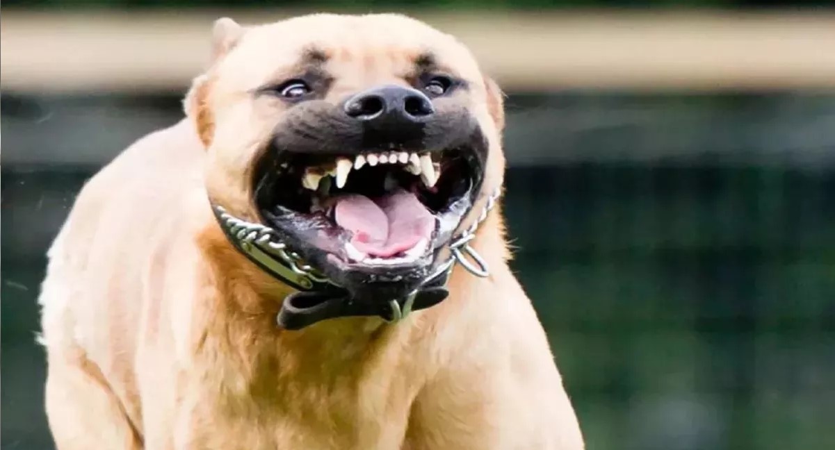 foreign dog meant to scare nilgai injures farmer in jaunpur