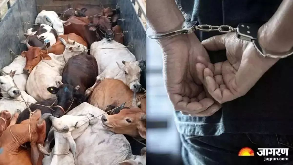 two cattle smugglers arrested calves recovered in jaunpur