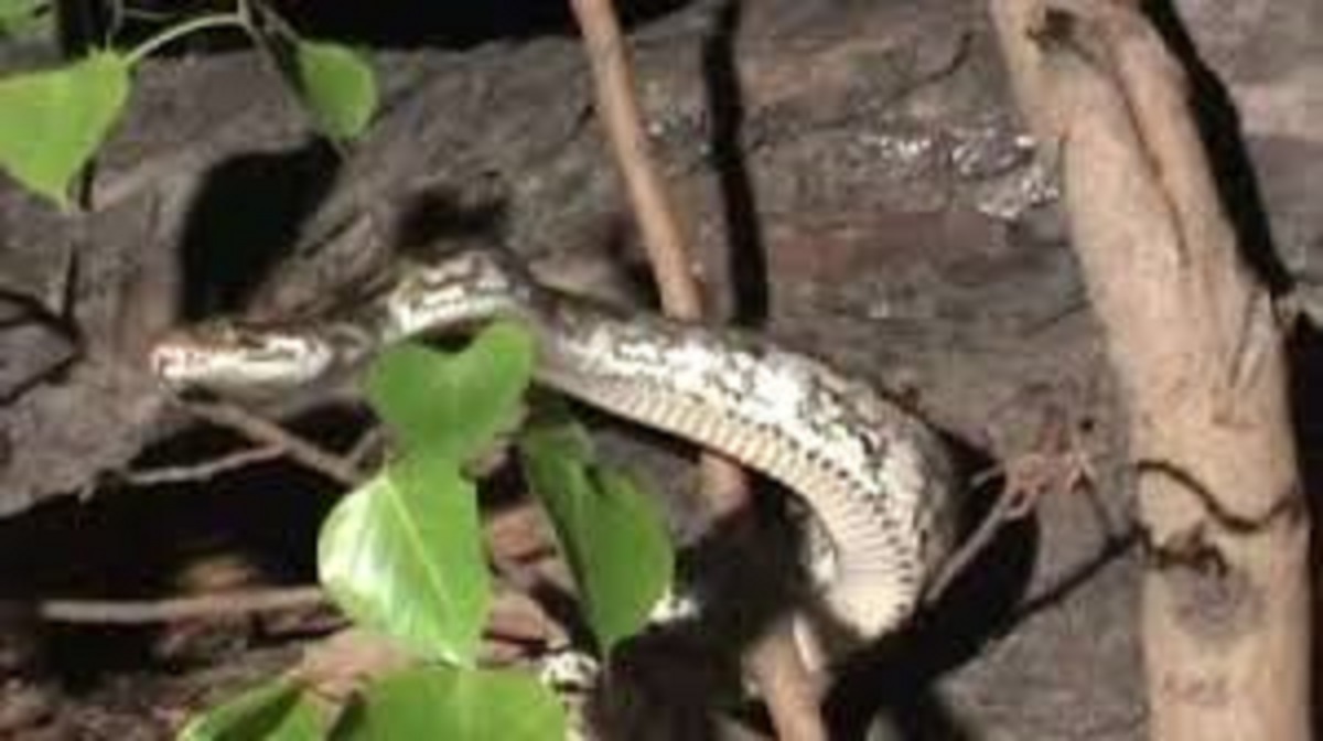 giant snake spotted near sukhna lake club in chandigarh