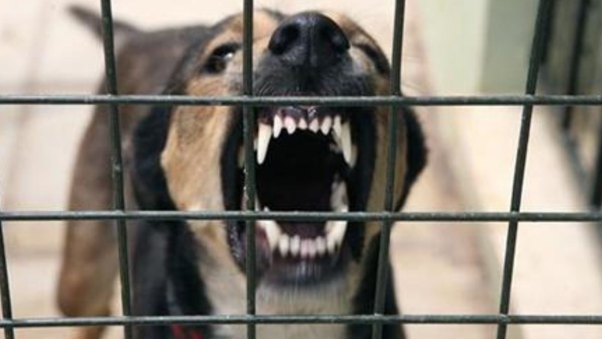 dog attack in bahraich six injured hospitalized