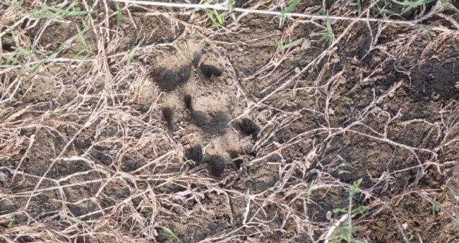 wild animal attacks calf in gonda villagers fearful