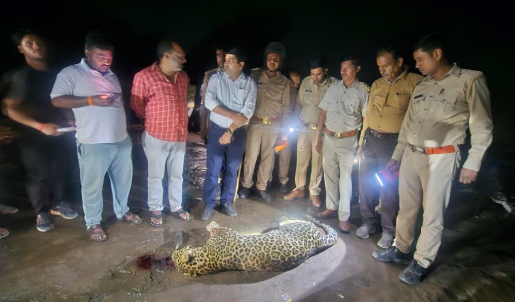 leopard dies in road accident in mainpuri uttar pradesh