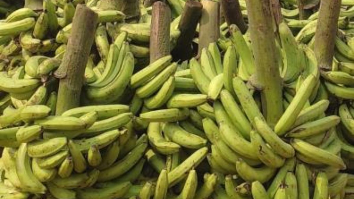 chhath puja bengal banana pineapple demand in bhojpur