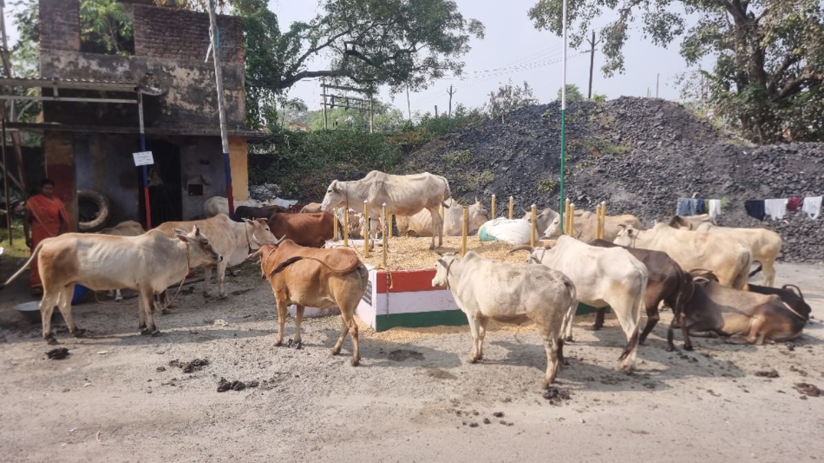 giridih news police busts cattle smuggling ring 26 cows rescued