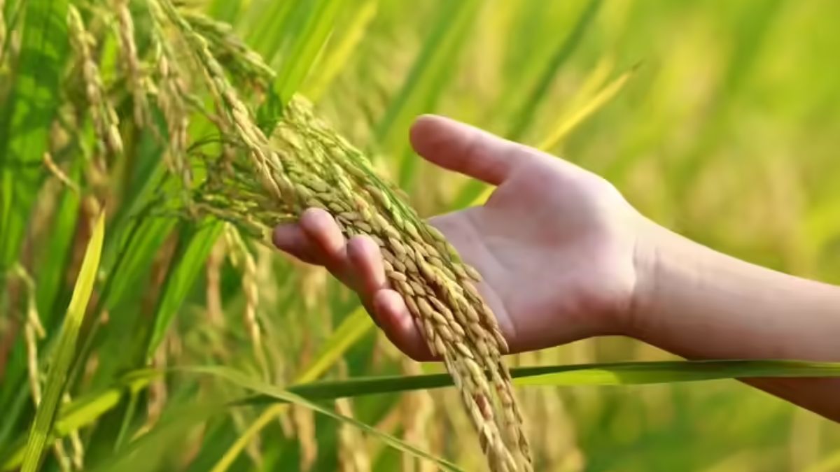 rice export boost india to help farmers export to 27 countries