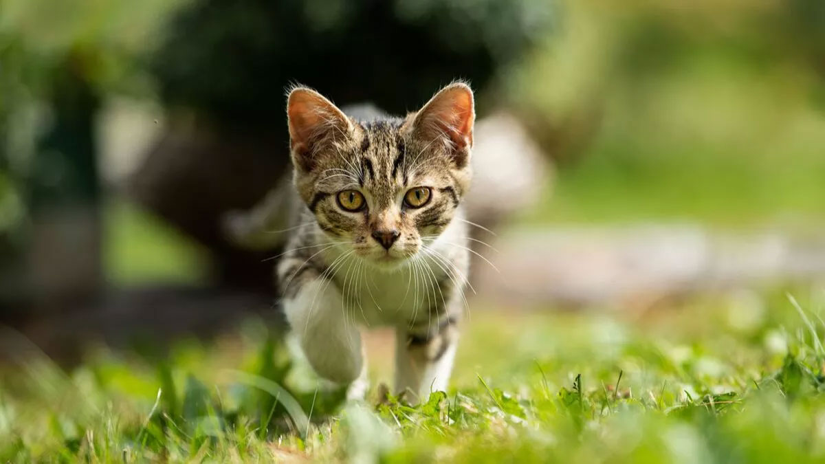 kittens go missing from home niece files case against uncle