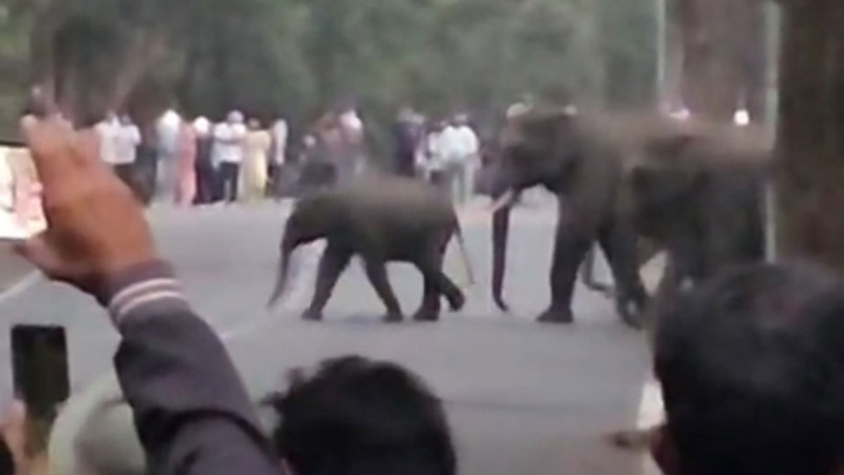 elephants crossed road traffic halt on delhi yamunotri highway
