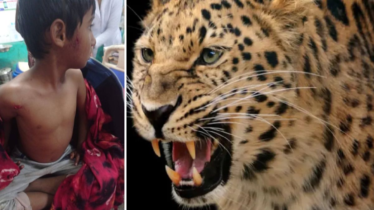 shimla leopard attack on child father fight with wild animal