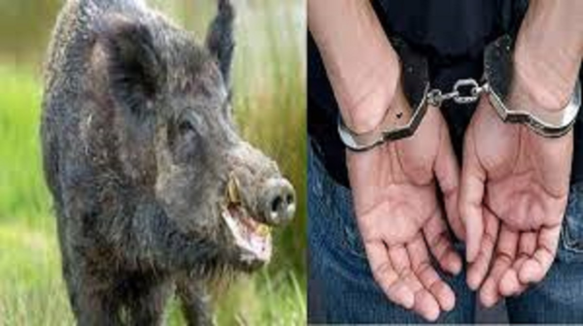 nri arrested for wild boar hunting in chandigarh meat seized