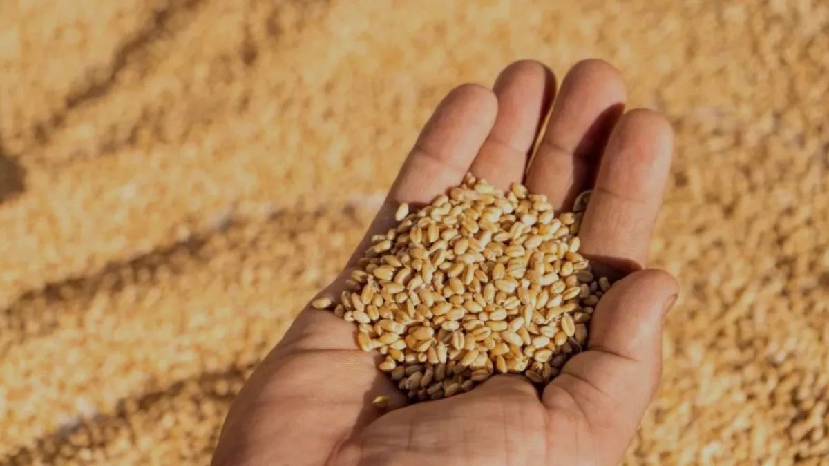 seeds distribution farmers get 50 percent subsidy for sowing