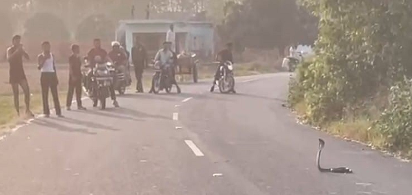 snakecouple blocks road in khatoli traffic disrupted