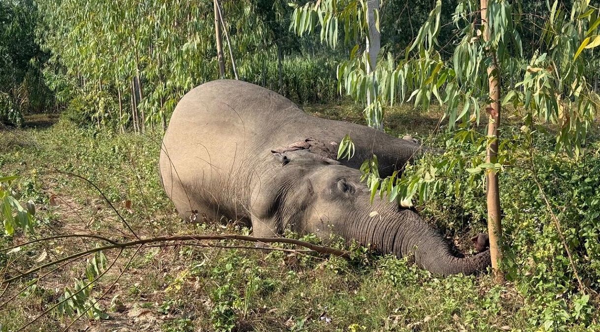 elephant death electrocuted by hightension line