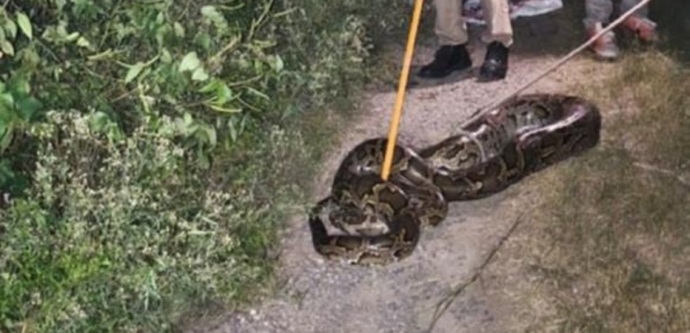 giant python captured in bijnor forest department rescues massive snake