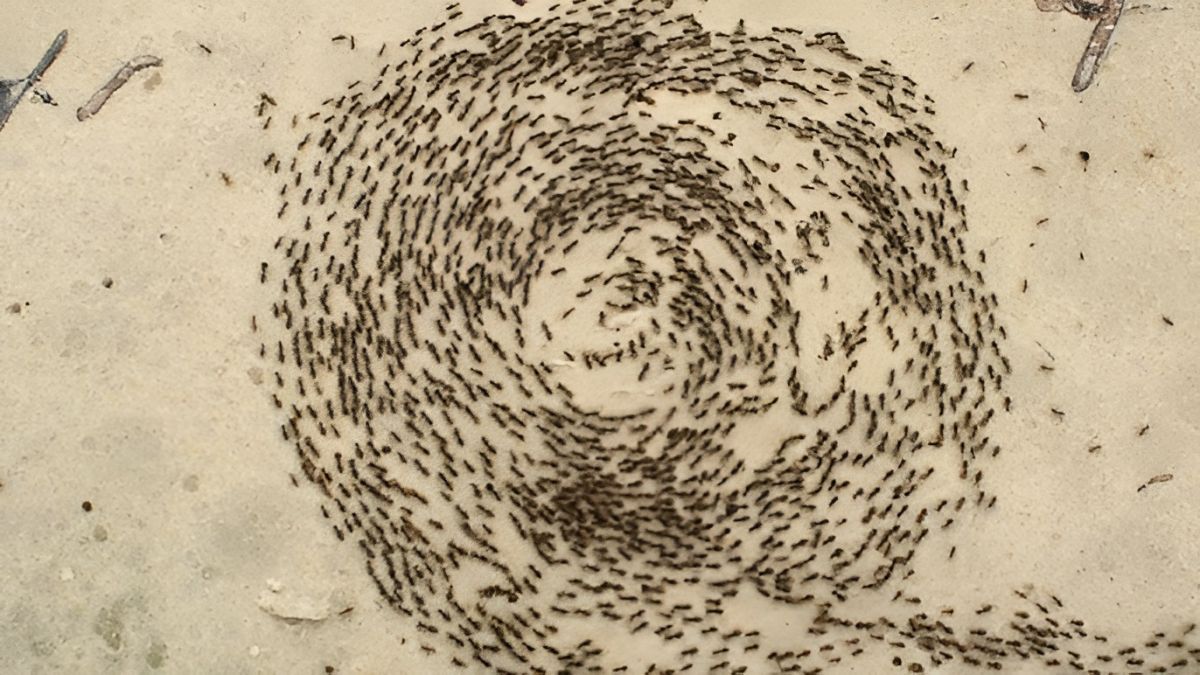 ant mill why hundreds of ants march to their death in a circle