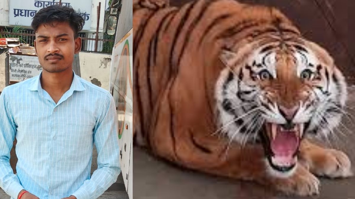 farmer killed in tiger attack while weeding field