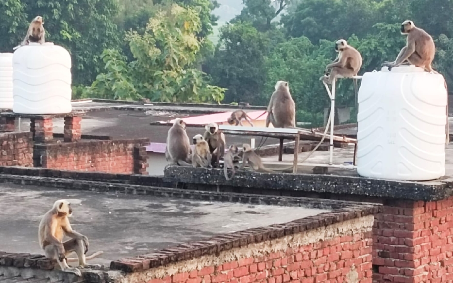 monkey terror in kushinagar district residents fear leaving homes