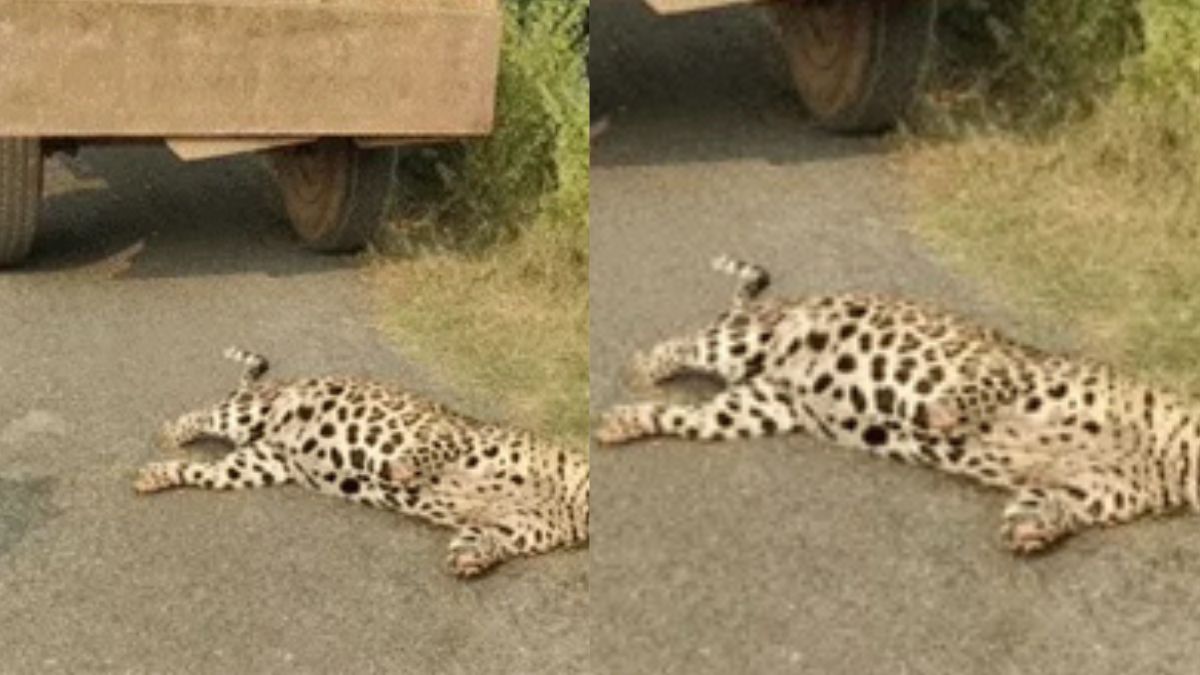 leopard carcass found in dungarpur forest suspected of poaching