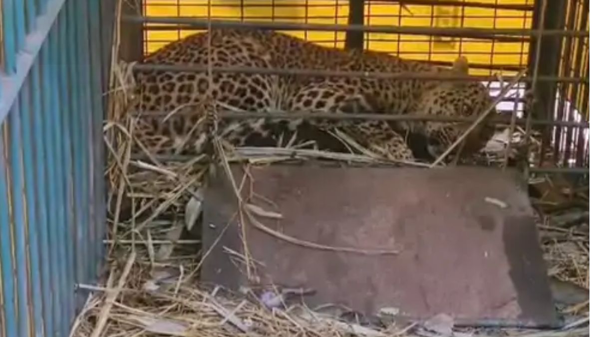 leopard trapped forest department team trapped dangerous leopard in sharadanagar range of lakhimpur kheri