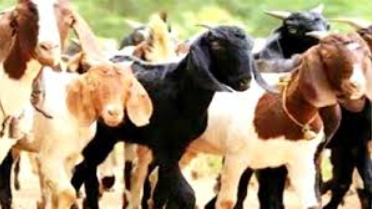goat theft thieves use wagonr to steal 12 goats in iglas