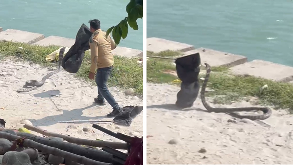 giant king cobra was spotted on the banks of ganges river in haridwar
