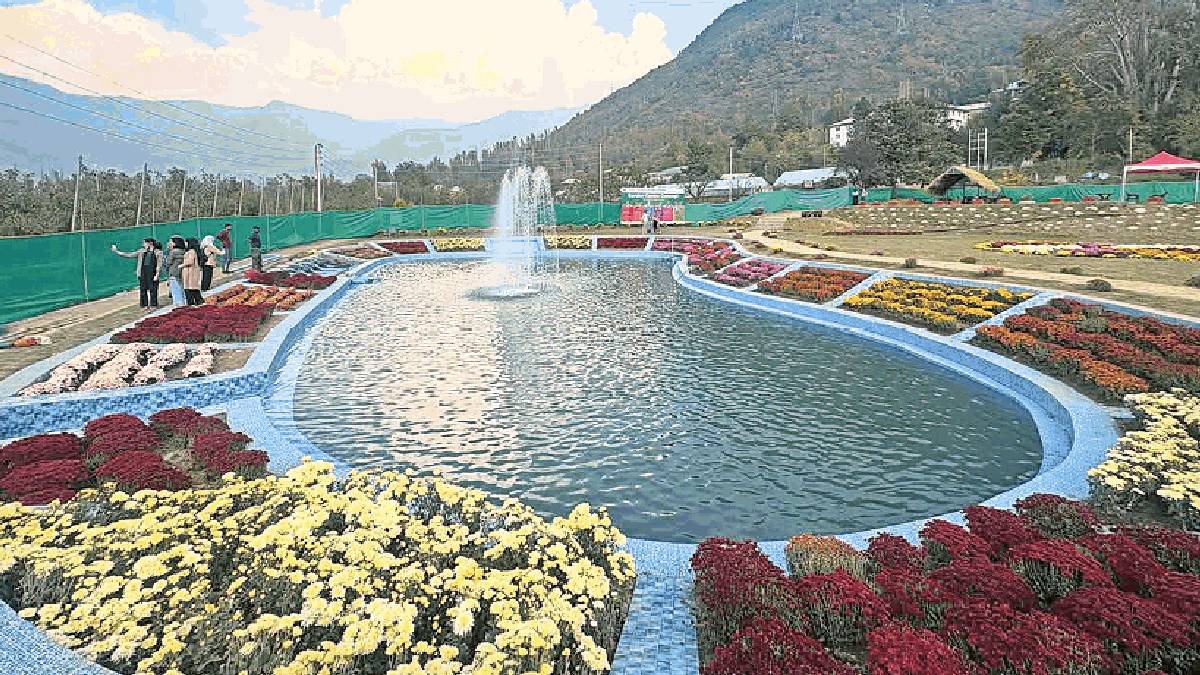 srinagar botanical garden opens a new chrysanthemum paradise in kashmir