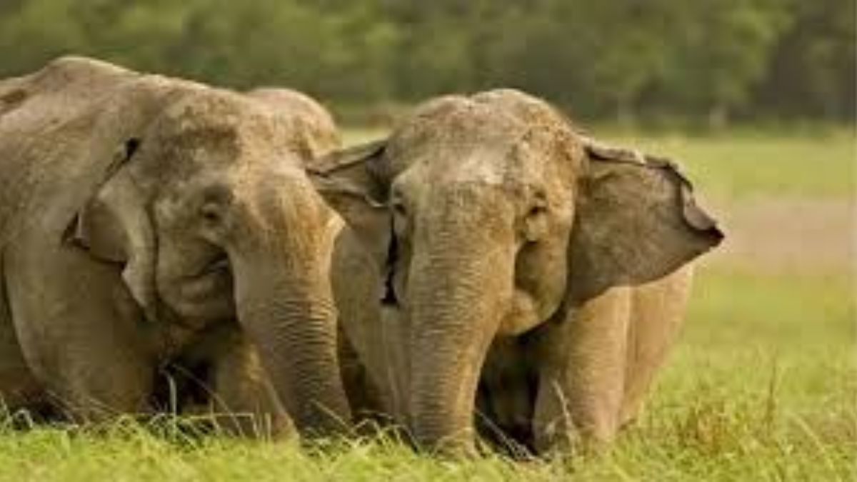wild elephants terrorize ajitpur patpara crops destroyed